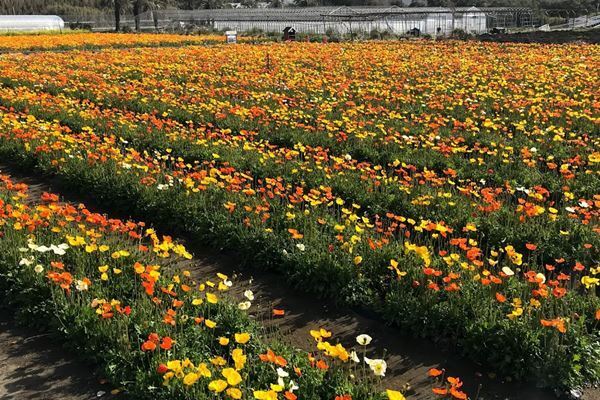 休園フラワーパークの貴重なショットをまとめて紹介