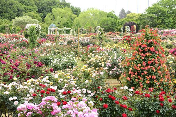 休園フラワーパークの貴重なショットをまとめて紹介