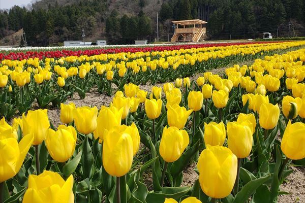 休園フラワーパークの貴重なショットをまとめて紹介