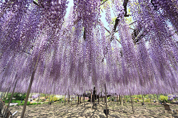 休園フラワーパークの貴重なショットをまとめて紹介