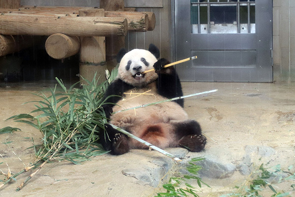 シャンシャン3歳に！パンダマニアが撮った激かわショット