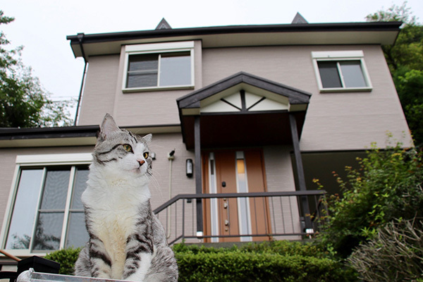 47都道府県を巡った旅猫“ニャン吉”久々の県またぎに密着