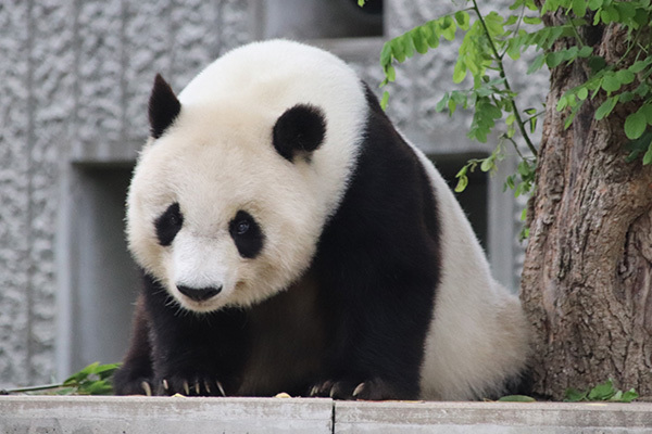 “神戸のお嬢様”タンタン 中国へ返還…20年間を振り返り