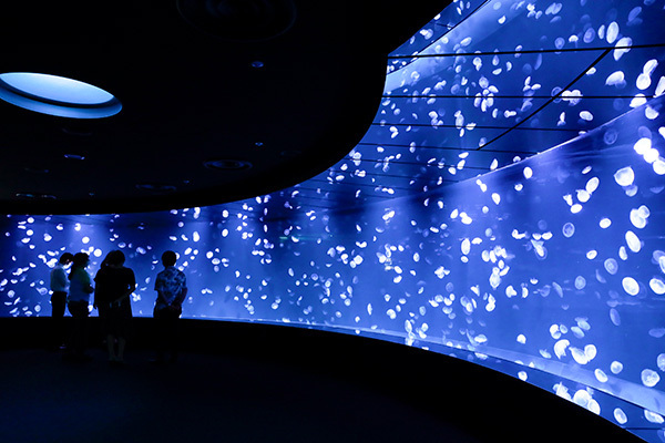 サンシャイン水族館「新クラゲエリア続々オープン！」