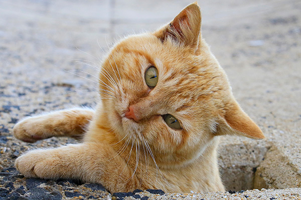 穴にすっぽりハマるにゃんこ“あなねこ”珍ショット10選