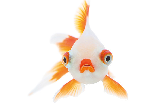 「ジワジワくる」と話題の魚の顔“うおづら”選手権