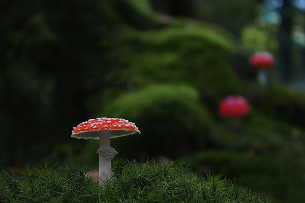 謎の死を遂げた男性、半年後に妻が逮捕ーー凶器は毒キノコか