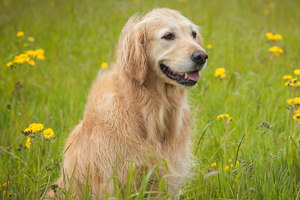 新聞に愛犬の死亡広告を掲載　亡き愛犬の思い出寄せられる