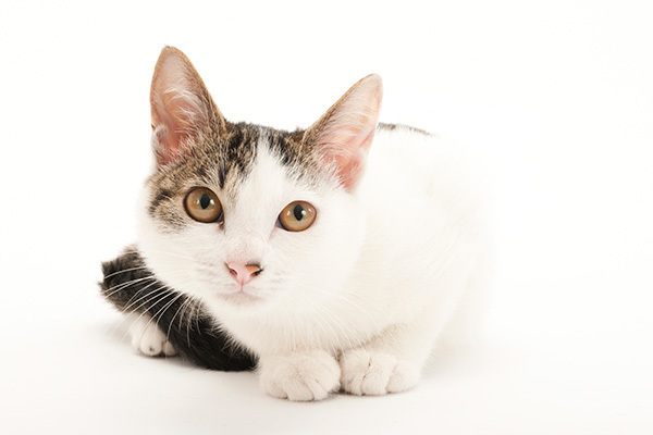 「ゆっくりまばたき」で猫と仲良くなりやすく…英大学が研究