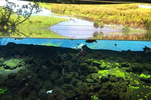 川崎の水族館が“アマゾン”に！「カワスイ」で画期的体験