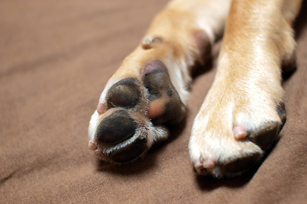 自分の死後、ペットの面倒を見てもらうには「遺言」の作成を