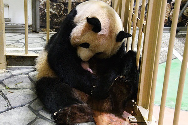 安住アナに宣戦布告！　赤ちゃんパンダの名づけ予想をしてみた。