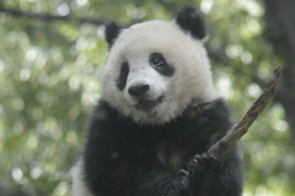 中国返還？のシャンシャン「奇跡の3年半モフかわショット17」