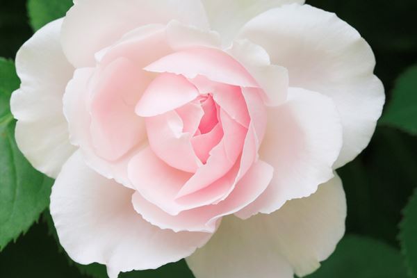 コロナ禍の今こそ…「花の画像」を眺めて血圧を下げる