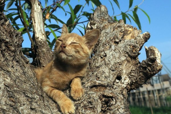 『世界ネコ歩き』岩合光昭さんの可愛すぎる「ネコと牛」写真