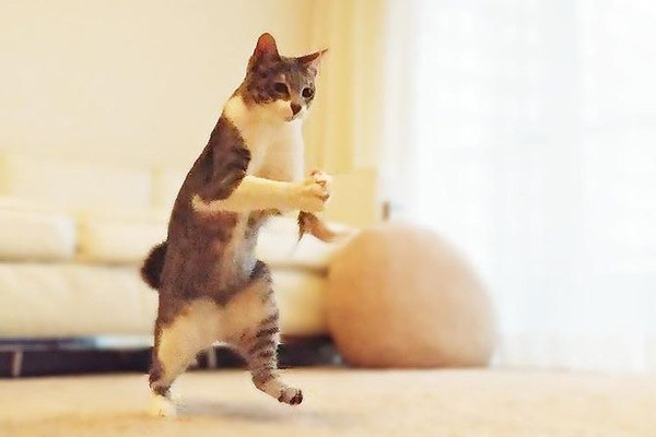 癒しショット満載！インスタで話題の面白にゃんこ厳選13点