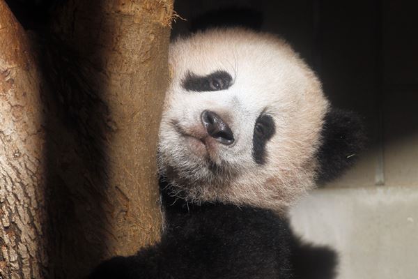 シャンシャン返還延期に　その丸い肩にかかった“パンダの未来”