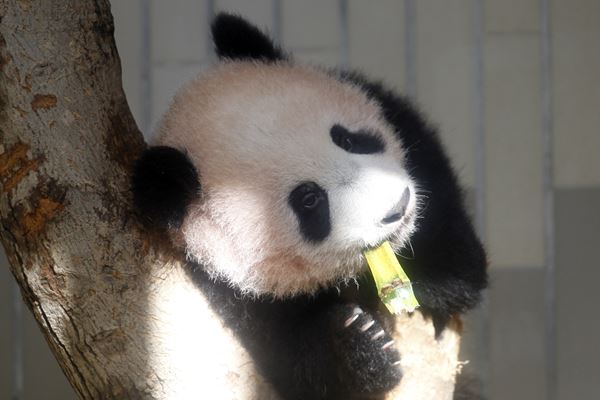 シャンシャンは「奇跡の子」自然交配の難関乗り越えたアイドル