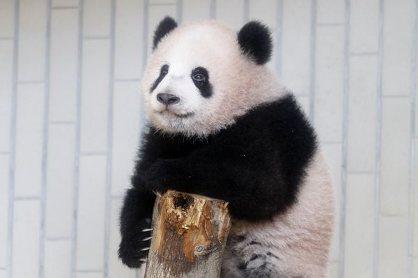 黒柳徹子語るシャンシャンの魅力「命名には32万件の応募が」