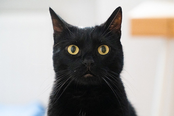 7年前行方不明になった猫と再会…クリスマスに奇跡起こる