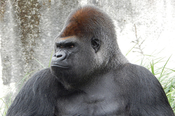 ゴリラにコロナ陽性反応　類人猿の感染確認は初か