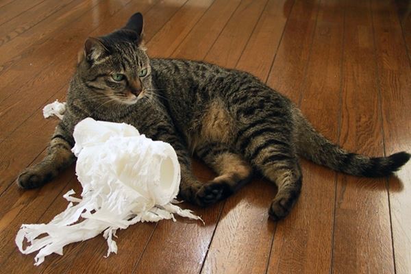 【ご長寿ネコ】目指せ20才超え！　飼い主に聞いた長生きの秘けつ