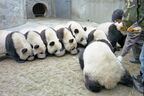 本場・中国のパンダ大量発生写真が可愛すぎてため息