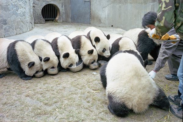 本場・中国のパンダ大量発生写真が可愛すぎてため息