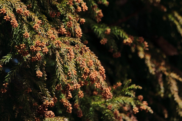 スギとヒノキは昨年の1.8倍…花粉の“飛散量増”に警戒を