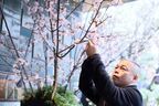 東京・瑞華院に1000本の桜咲く。花人・赤井勝さんがコロナ終息に込めた願い
