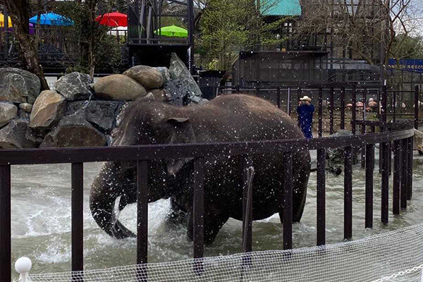 市原ぞうの国がリニューアル 象ロゴのドムドムバーガーも出店 21年3月22日 ウーマンエキサイト