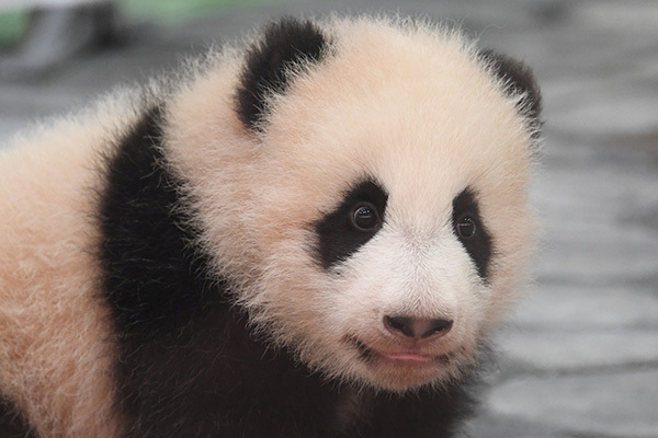 応募総数11万超！かわいすぎパンダ赤ちゃん名前の意味は？
