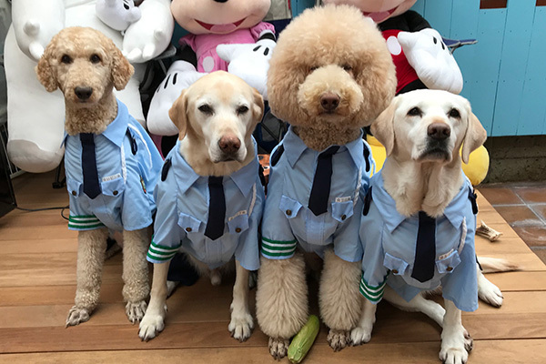 可愛くて癒されるコスプレ犬16匹♪予想外の志村けんさん発見！