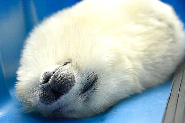 可愛すぎる♪大阪・海遊館のアザラシが「あげたて」大バズ中
