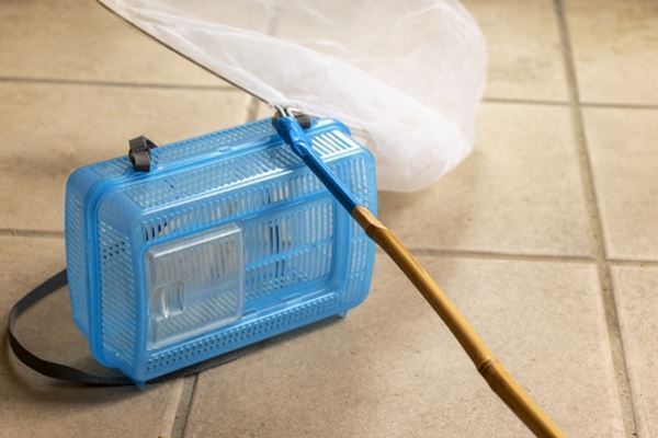 “過剰なまでの虫嫌い”増加の理由は「感情の誤反応」…東大院が分析