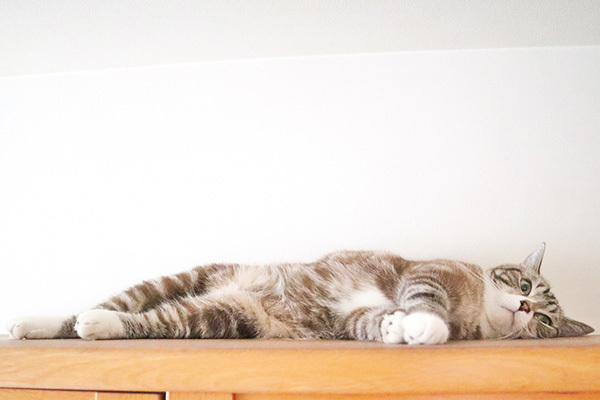 『ドッキリGP』の“猫に大トロ”企画が「お腹壊す」と物議…獣医もリスクを指摘