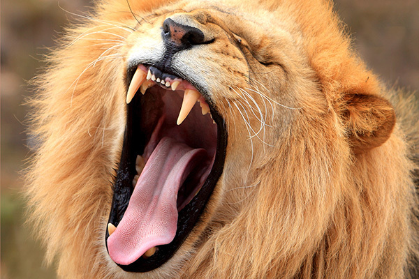 あくびには知られざる効能が！ストレスを最速で解消し快眠効果も