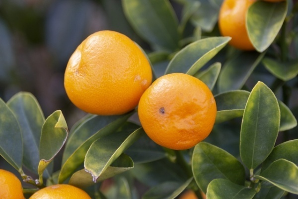 認知症のプロフェッショナルのおやつは「きんかんとハーブティー」