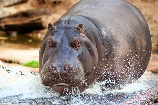 「カバに襲われた」観光客と動物園オーナーが真っ向対立