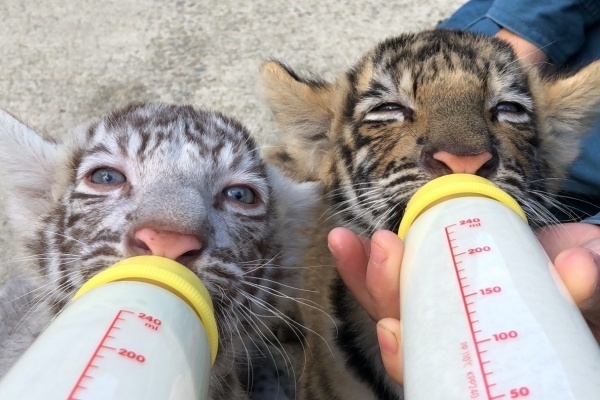 香川で生まれた双子のトラちゃんが茶色＆ホワイトで可愛すぎ