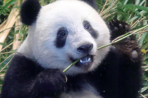 見ているだけで癒される愛しのシャンシャン♪　2021年フォトコンテスト大賞発表～