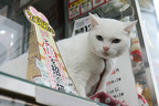 年末年始の宝くじは実績総額70億円の「看板リアル猫売り場」で買う！