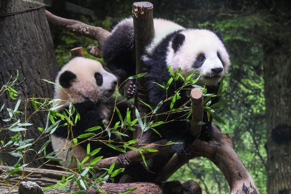 倍率348倍！上野の双子パンダ初観覧で見られた超幸運ショット