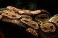 遺体で見つかった男性の部屋に125匹超のヘビが飼育されていた