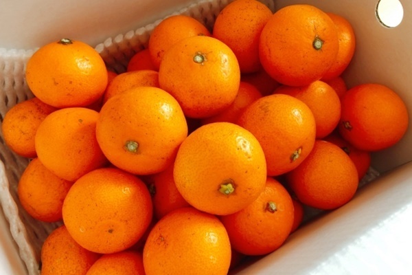 冬の東北に段ボールでみかんを送ると腐る？北国におけるクール便の意外な役割