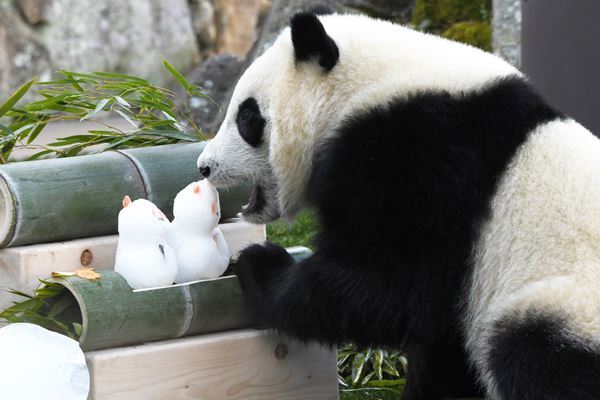和歌山のパンダ・楓浜が雪だるまにガブリ！した茶目っ気写真
