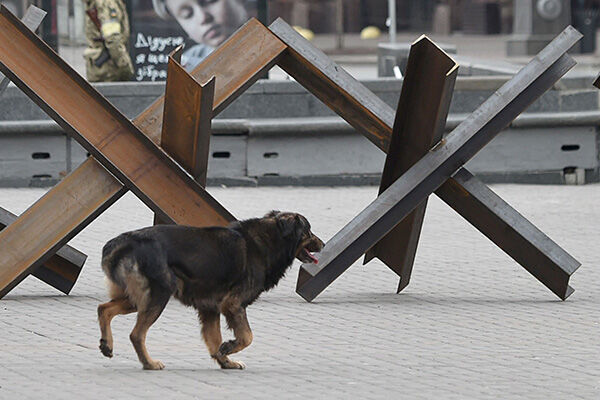 人気のないキエフ市内をうろつく犬（写真：AFP／アフロ）