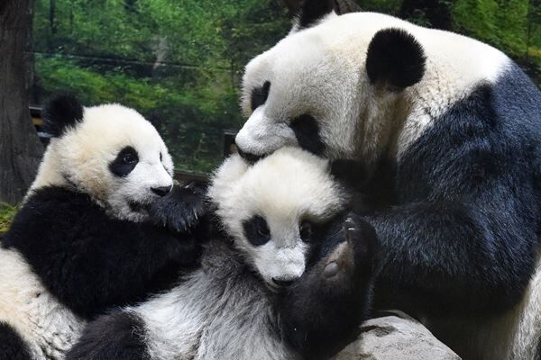 ジャイアントパンダの保全に取り組んでいる上野動物園では母子がのびのび暮らしている