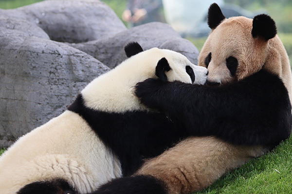 末っ子パンダ楓浜がママから独り立ち【最新写真レポート】