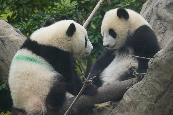 安住アナ＆園長「背中のラインはなぜ緑？」双子パンダ秘話
